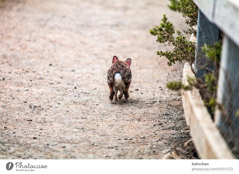 parted Small Wild animal Animal Freedom Cute Animal portrait Love of animals Animal protection rabbit run Goodbye