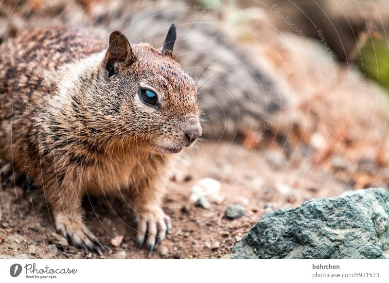 cuddly toy rodent Ground squirrel Animal protection Love of animals Observe Colour photo Animal portrait Close-up Detail Small Curiosity Fantastic Brash