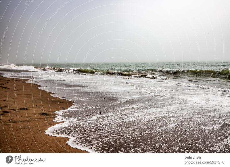 be the sea Beach Landscape Waves Water Fantastic Exceptional Ocean coast USA Americas California Vacation & Travel Far-off places Freedom Fog melancholy Sadness