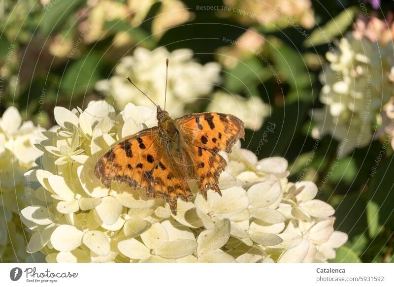 C-moth sitting on hydrangea flower Nature flora fauna Insect Butterfly Garden Summer Plant Blossom Grand piano Animal portrait Macro (Extreme close-up)