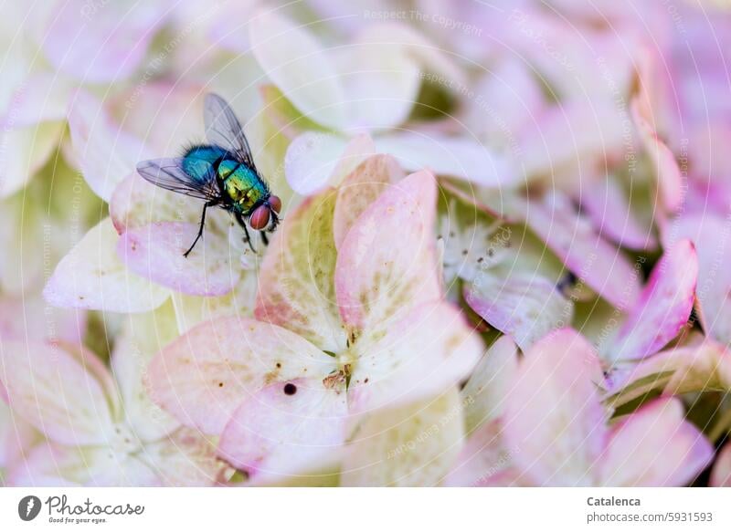 A gold fly sits on hydrangea leaves fauna Insect Animal Fly Blowfly Greenbottle fly Lucilia sericata flora Plant Hydrangea Blossom leave bleed to death blossom