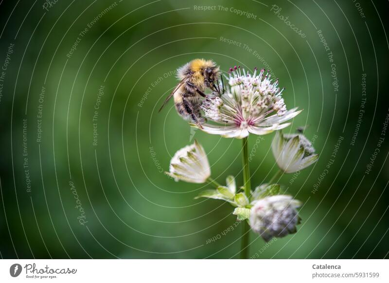 Bumblebee sitting on a flower of the aster Nature flora fauna Animal Insect Bumble bee Nectar Pollen Plant Flower Blossom blossom fade Umbelliferae Starthistle