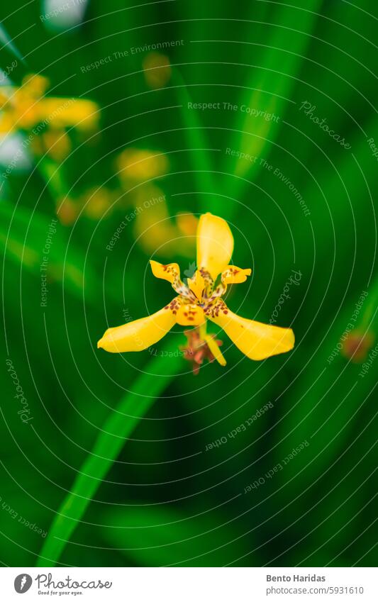 Yellow Apostle Iris Flower Plant backyard bio bio sphere biology biotope bloom blossom blume building color colour ecology elemental environment field flora