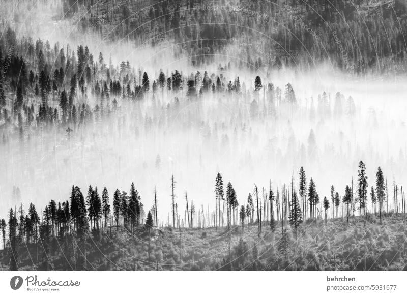 will it be light again? Landscape Mystic travel Enchanted forest Fabulous yosemite Yosemite National Park California Americas USA Mysterious pretty Forest Tree