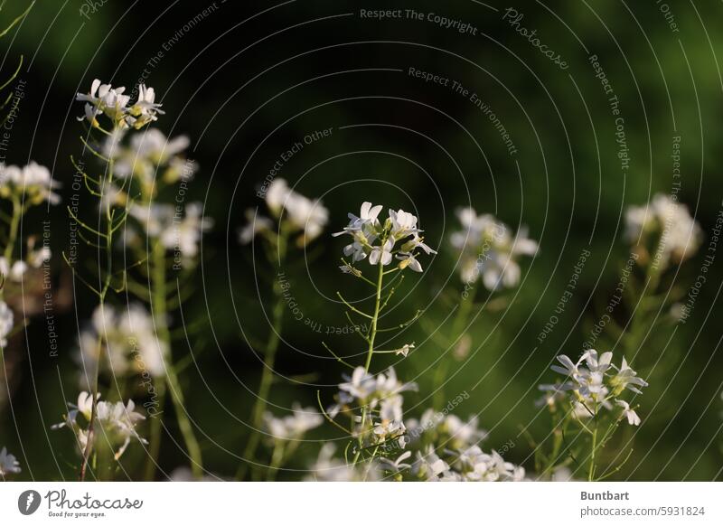 Plant whose name I do not yet know White Flower Green Blossom Close-up Blossoming Garden Summer pretty