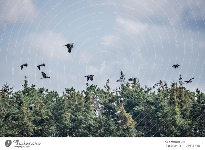 Grey heron colony Ardea cinerea Bird herons Nature North Sea coast Wadden Sea National Park Heron Ardeidae Sylt Forest schleswig holstein Agriculture Landscapes