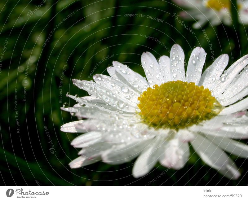 spring jam Spring Flower Grass Rope Drops of water Water Plant Yellow