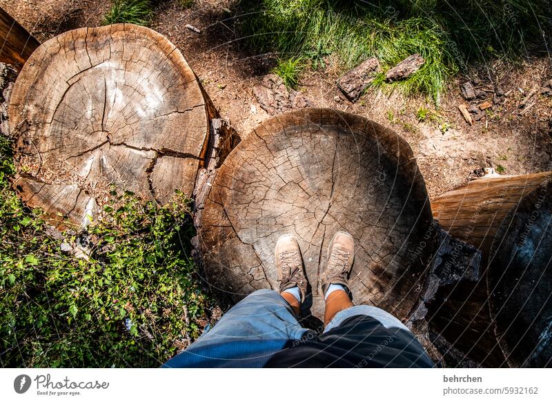 I love it Forest Tree trunk trees USA Americas yosemite California Yosemite National Park Nature feet Footwear be on it deforested felled