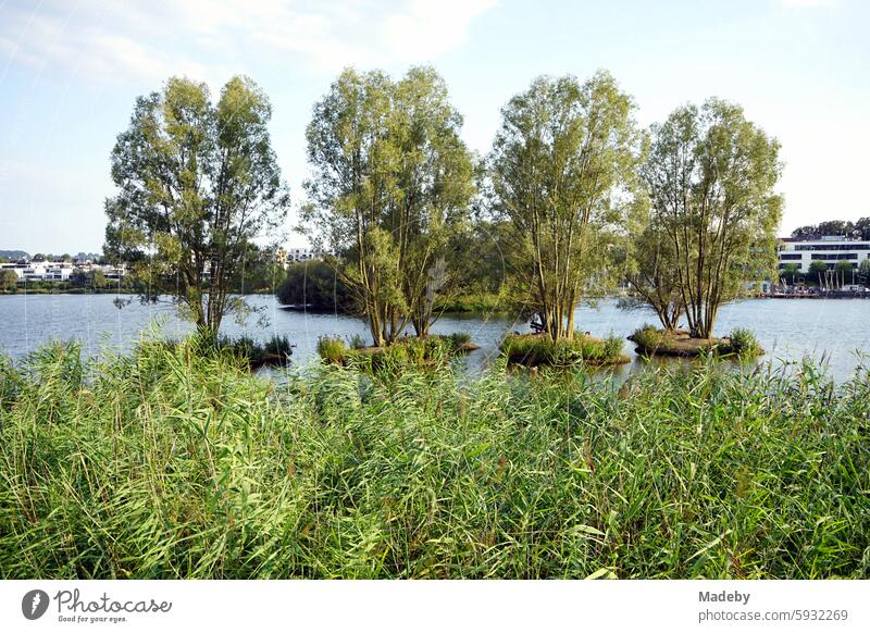 Thicket and vegetation on the banks of the Phoenix Lake in the light of the evening sun with a view of modern residential buildings for the rich and wealthy in the Hörde district of Dortmund in Westphalia