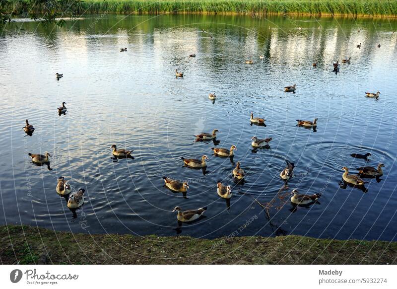 Nile geese of the genus Alopochen aegyptiaca on the shore of Lake Phoenix in the light of the evening sun in the Hörde district of Dortmund in Westphalia