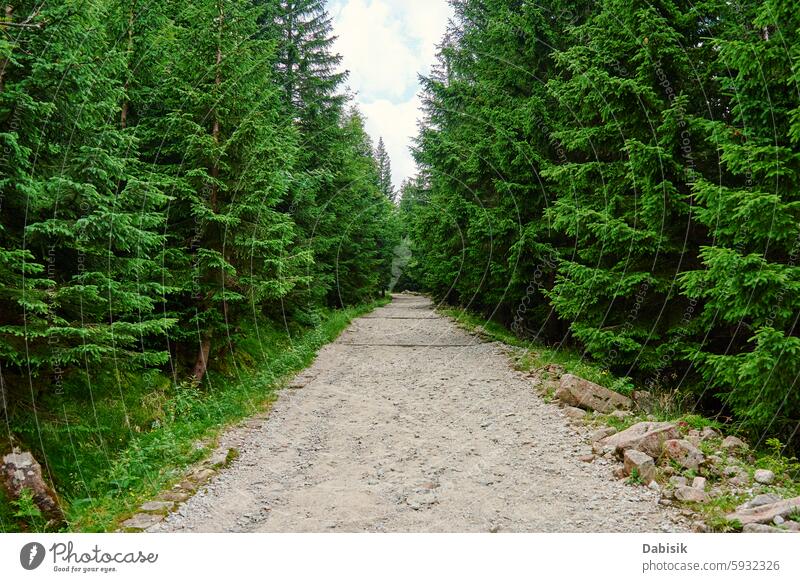 Empty hiking trail leading through green coniferous forest path trees nature national park woods mountain landscape summer pathway road empty touristic peak