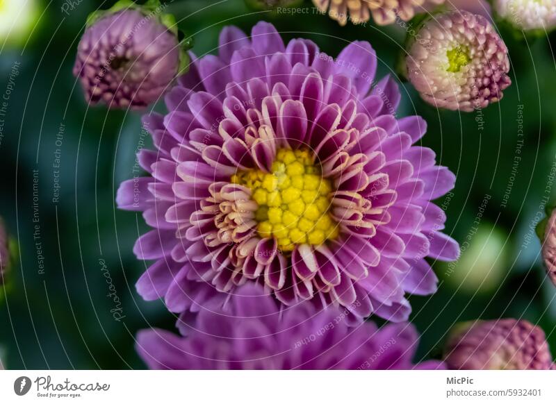 Crysanthemum purple yellow close up Flower Blossom Yellow Nature Close-up Plant Colour photo Violet Blossoming Garden Summer Exterior shot Detail