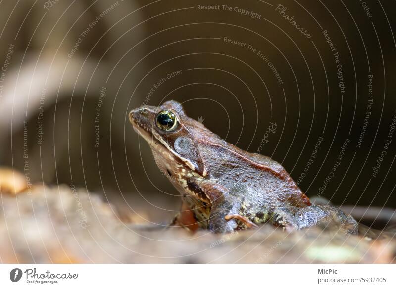 Real frog Frog Doorman Guard Animal Watchfulness Colour photo Animal portrait Exterior shot Wild animal Worm's-eye view Close-up Nature