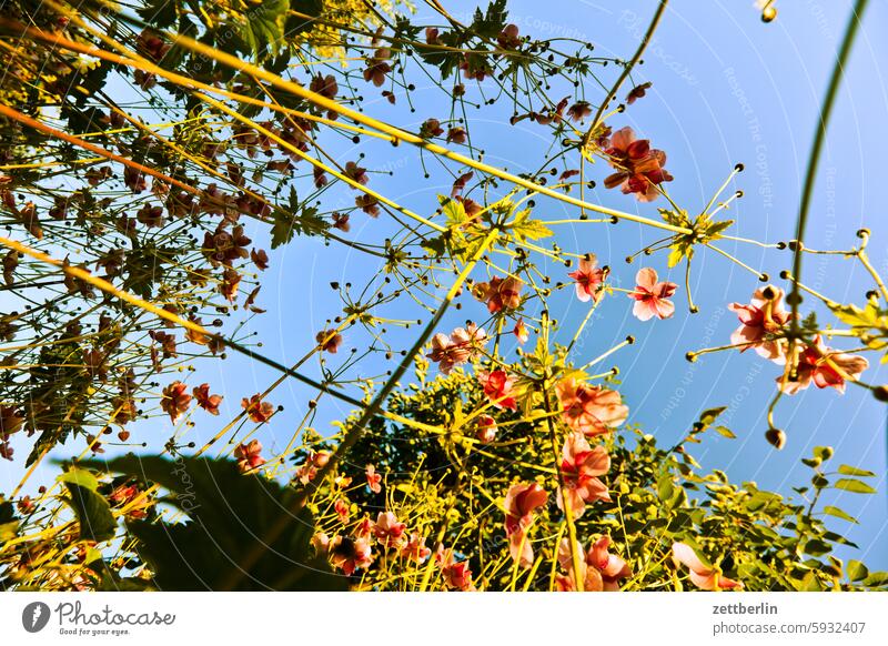 Autumn anemones from the frog's perspective again Branch Tree blossom Blossom Relaxation holidays Spring Garden Hedge Chinese Anemone Sky allotment