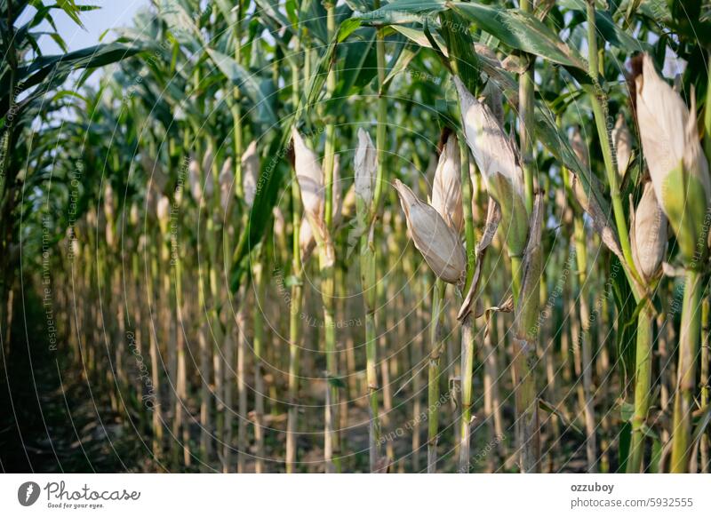 Cornfield agriculture nature growth plant corn farm food no people outdoors summer corn - crop agricultural field cereal plant organic leaf rural scene