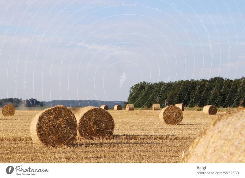 Late summer rolls Straw rolls Bale of straw harvest season Agriculture Field acre Harvest Roll harvested Landscape Summer Nature Exterior shot Grain field