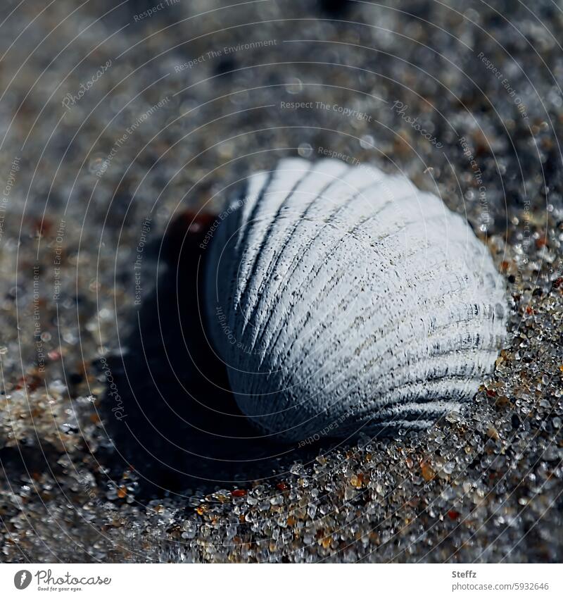 aground Stranded forsake sb./sth. leftover on one's own Lonely Mussel Mussel shell Sand