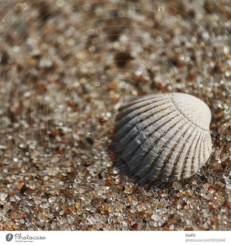 like a shell in the sand, a memory Mussel Mussel shell Beach Sand Baltic beach Sandy beach Maritime Harmonious Well-being Calm Summer vacation Grains of sand