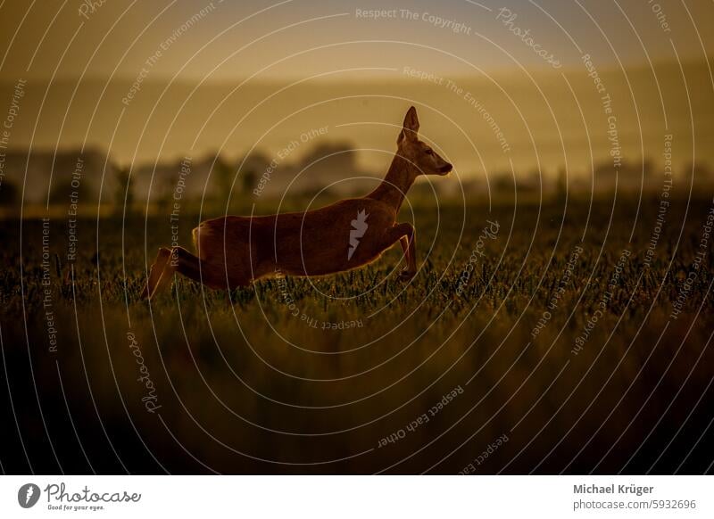 Reh beim Absprung , Roe deer, Capreolus capreolus, running in the field at sunset Ansicht Ansitz Evening. Field Jagd Jäger Kopf Meadow Nature Running Silhouette