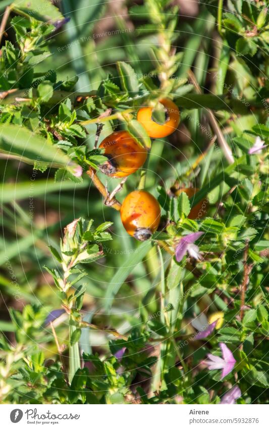 It's about time... II Green Mountain meadow alpine meadow Beautiful weather Small Alpine pasture Meadow Mountain pasture Rose hip shrub little flowers Habitat