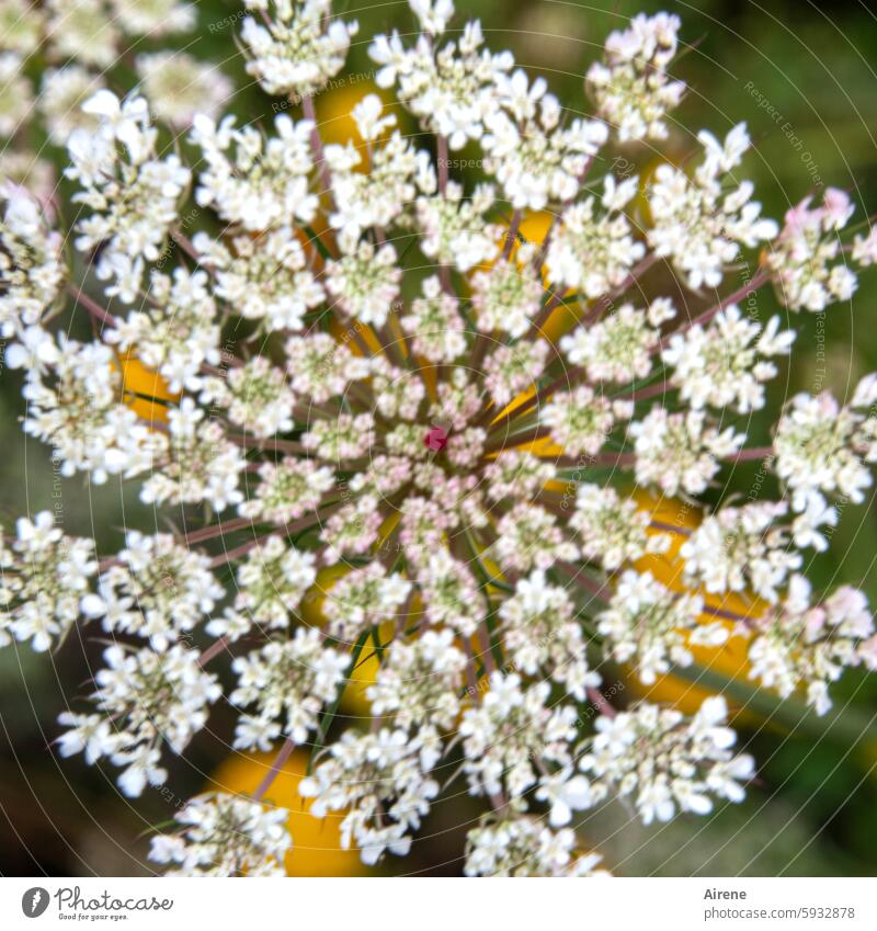 Carrot - wild, but not spicy Wild carrot blurred blurriness Summer Shallow depth of field Blossom Flower meadow Meadow Umbelliferous umbel Nature