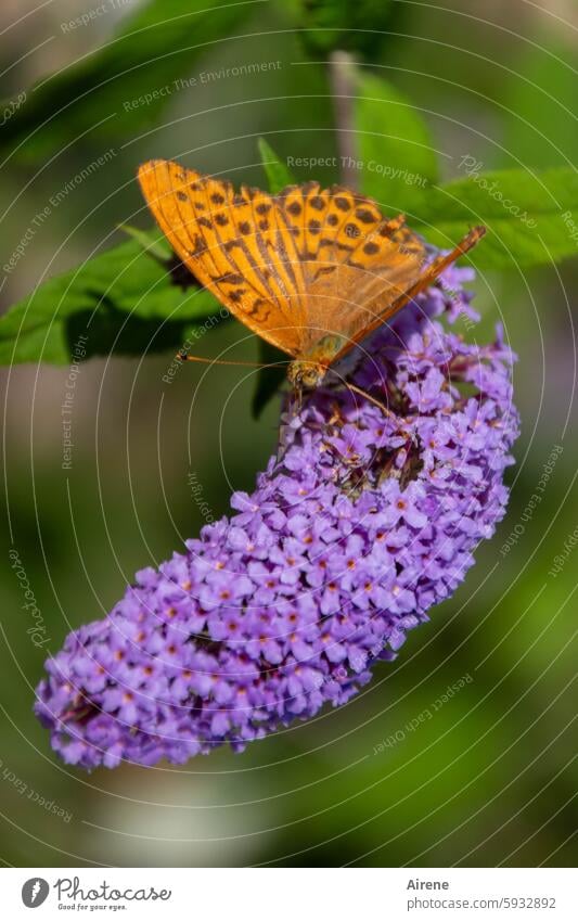 It was summer Joie de vivre (Vitality) Foliage plant Nature naturally Honey flora Garden Butterfly Animal Pink Sustainability Animal portrait Blossom Summery