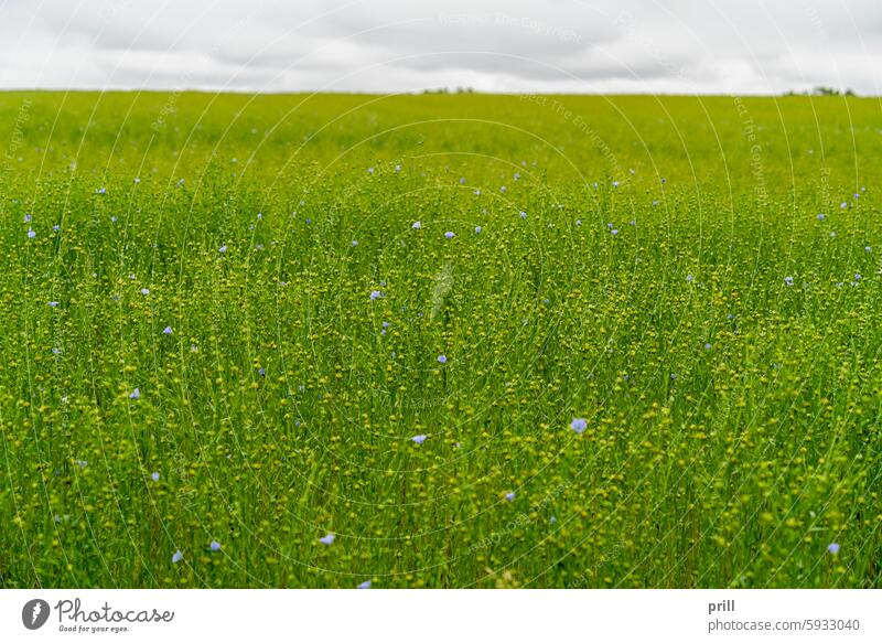 Flax field in France normandy france flax Linum usitatissimum linseed crop field crop agriculture plant farming detail closeup flowering plantation clouded