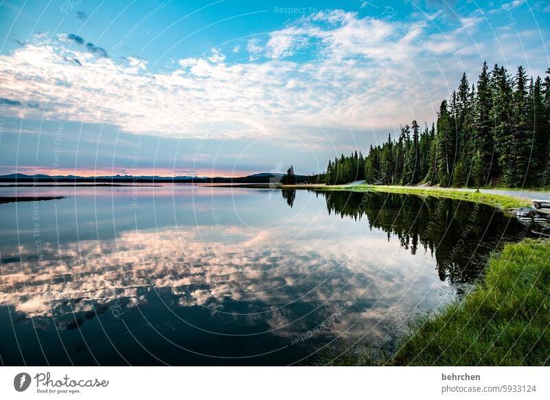 mirror stories Yellowstone National Park Tree reflection Water Lake silent Wyoming Yellowstone lake Sunrise Sunlight Twilight Longing Wanderlust Belief Hope