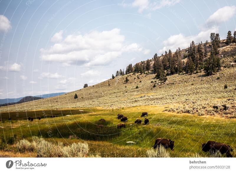 on the road in wyoming travel Adventure Wanderlust Nature Far-off places Landscape Bison Wilderness Americas USA Yellowstone National Park Wyoming especially