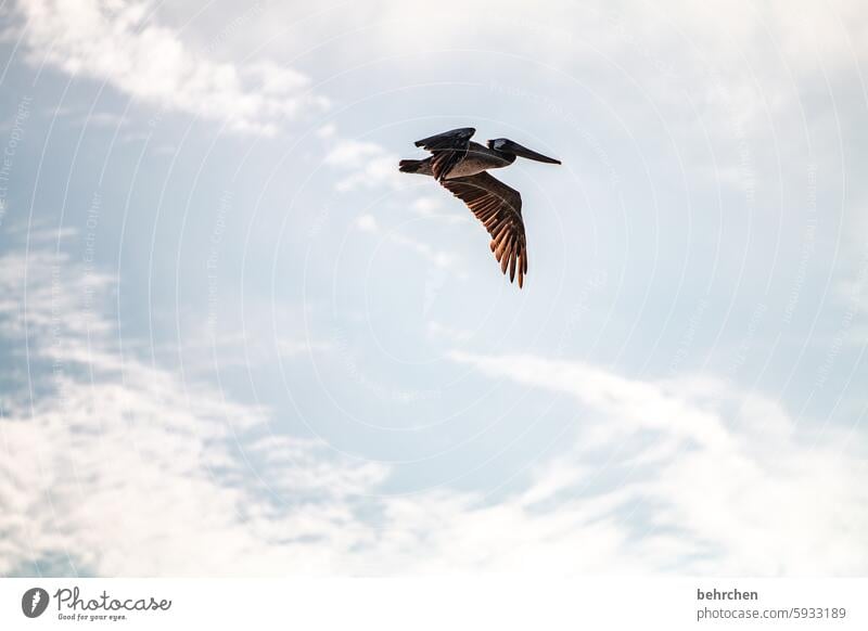 One flap Clouds pretty Wanderlust Fantastic Exceptional San Francisco Americas Pelican USA Freedom Flying Sky Vacation & Travel Bird Far-off places be free