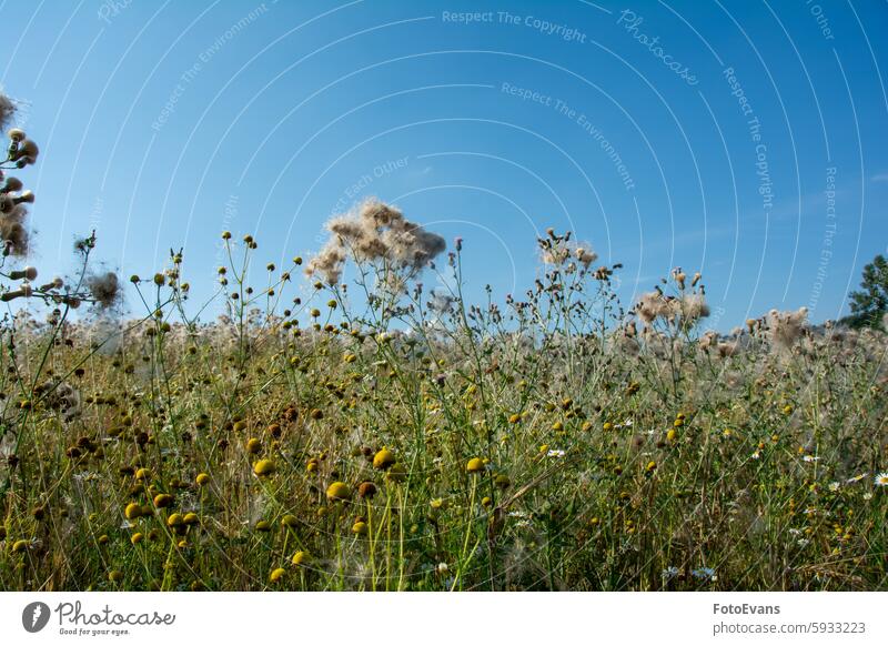 Wilted thistles in a field Asteraceae copy space landscape Thistle infructescence day meadow achene background blue sky umbrella flyer plant field thistle