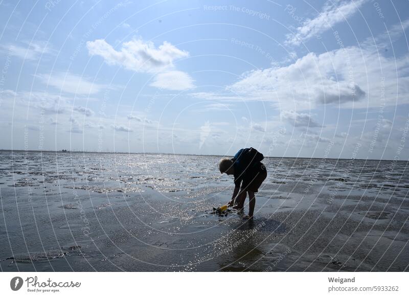 Boy collects mussels in the mudflats watt Mud flats North Sea vacation Beach seashells