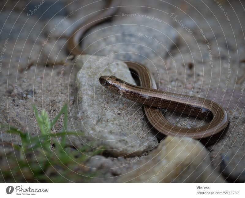 slowworm Slow worm lizard species reptiles shine Snake