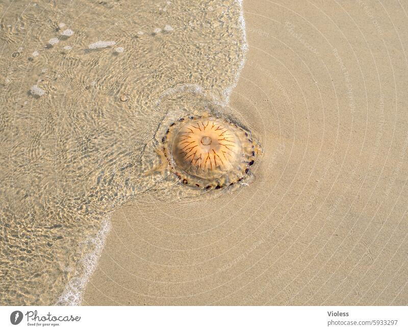 Compass jellyfish - stranded Jellyfish Beach North Sea Summer