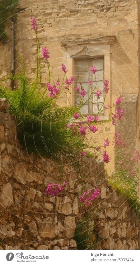 Wild pink snapdragons growing on an old wall made of natural stone. Behind it an outer wall and a window of the cathedral of Gaeta (Italy) Church Church window