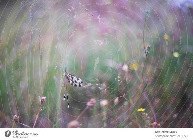 Nemoptera bipennis amidst ethereal meadow nemoptera bipennis spoon-winged lacewing insect nature delicate wild grass serene pattern perching outdoor flora fauna