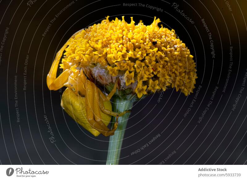 Crab spider mimicking on a yellow flower against black crab spider mimicry camouflage goldenrod crab spider misumena vatia close-up macro arachnid predator