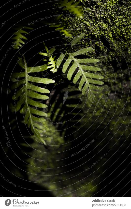 Close-up of fern leaf in sunlit forest green close-up sunlight nature moss shadow plant detail macro outdoor vegetation flora foliage bright eco ecology