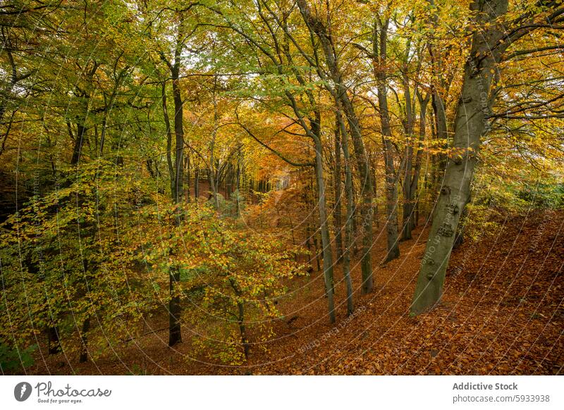 Autumnal forest landscape with vibrant leaves autumn countryside trees nature warm hues woodland season tranquil scenery foliage serene view outdoor natural