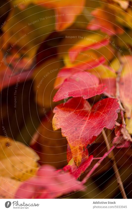 Autumn leaves in soft focus, countryside charm autumn leaf red fall vibrant nature season foliage rural texture color transition change flora botanical plant