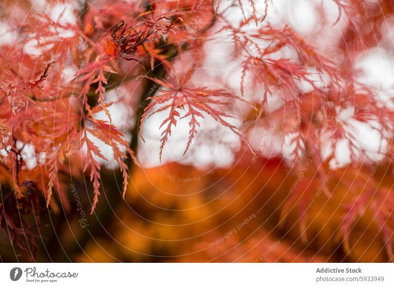 Autumnal colors in countryside maple leaves autumn leaf close-up red warm hues season nature beauty intricate foliage fall tree plant branch macro detail