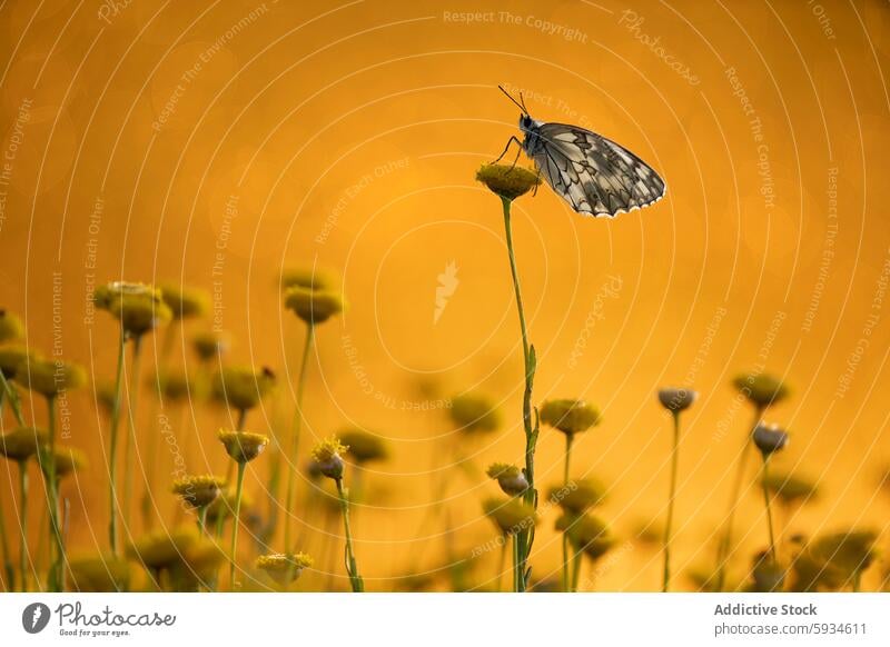 Marbled white butterfly perched on wildflower in golden light marbled white butterfly melanargia lachesis nature macro sunlight yellow background insect