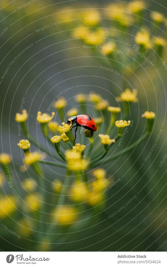 Ladybug on dill flowers in close-up view ladybug macro photography nature insect plant yellow red green detail wildlife garden summer entomology beetle petals