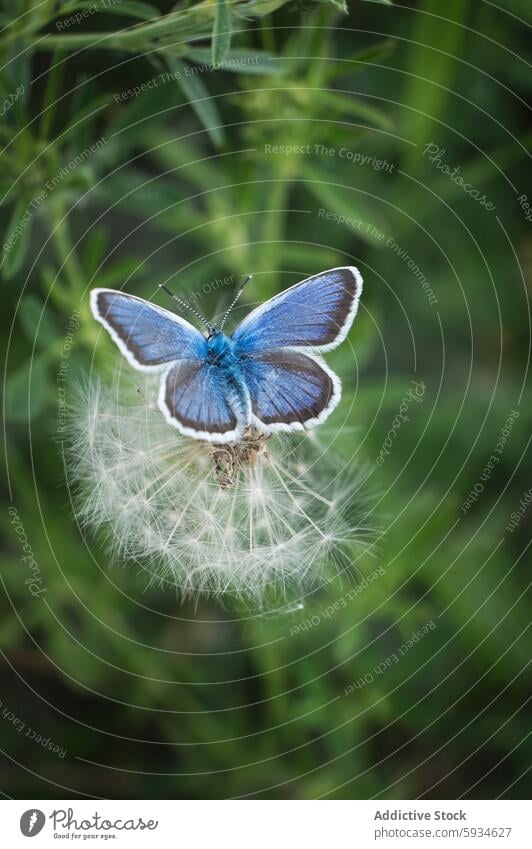 Close-up of a Blue Butterfly on a Dandelion butterfly blue dandelion macro photography nature close-up insect vibrant delicate wing pattern perched wildlife