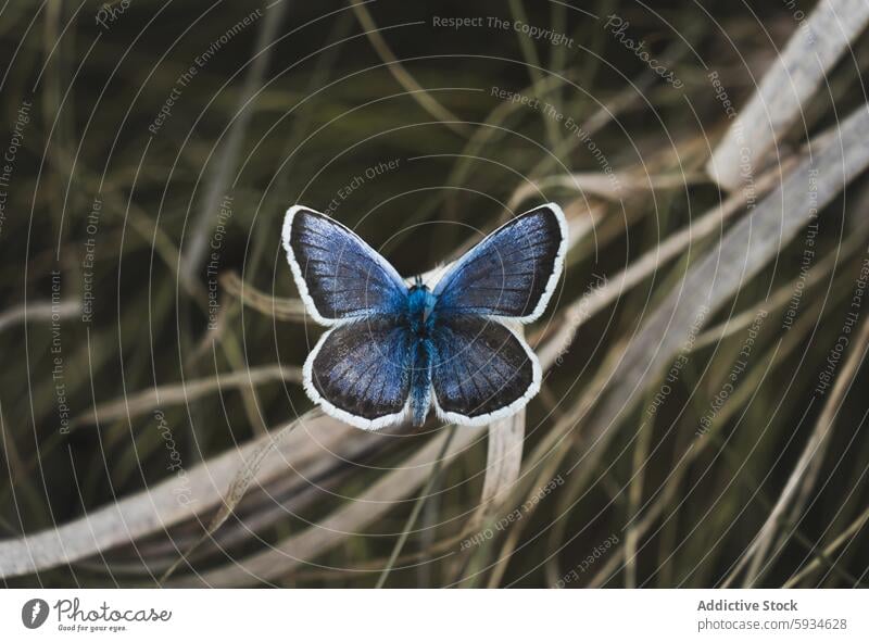 Detailed view of a blue butterfly in natural habitat macro photography nature insect detail close-up wildlife perched grass blade dry vibrant color wing pattern