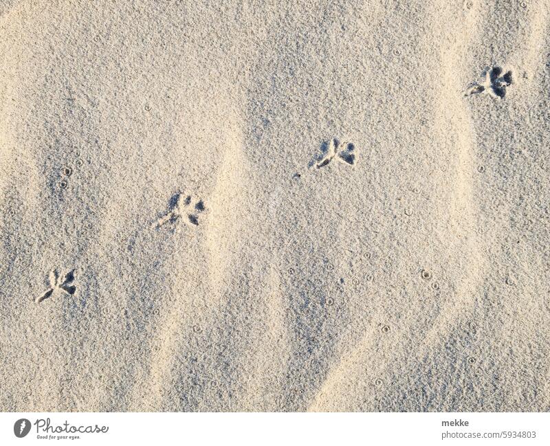 soft as butter | just don't sink in Sand stage Beach Summer Vacation & Travel coast Beach dune duene dunes Desert desert landscape Sanddrift Nature Sandy beach