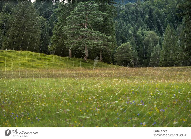 Flower meadow, coniferous forest Nature Day Environment Landscape daylight Hiking Grass Meadow Jawbone Fir tree Spruce Tree Plant Forest Hill Wood flowers Green