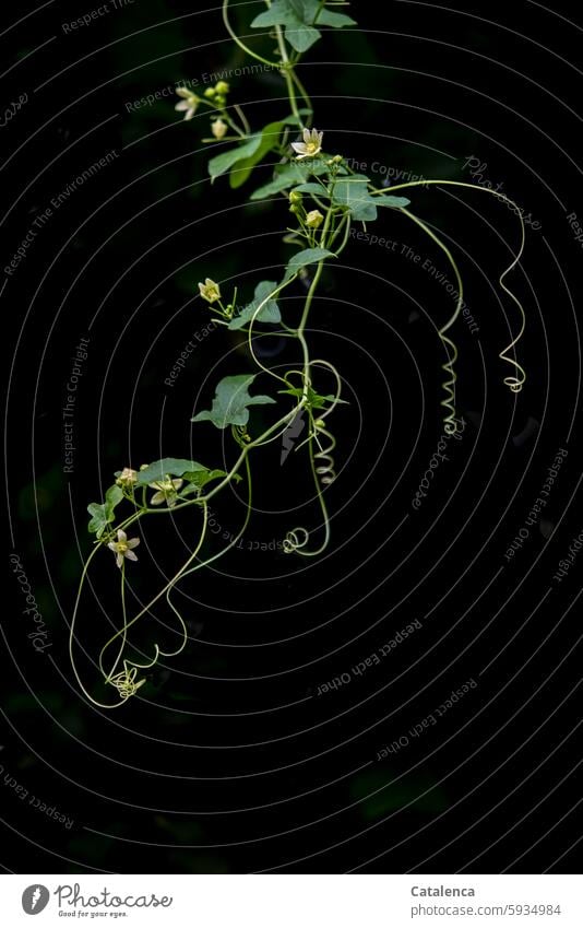 A filigree tendril Nature flora Plant Tendril Growth Leaf hop wild Creeper Rosy Hemp plants Day Daylight Green Black