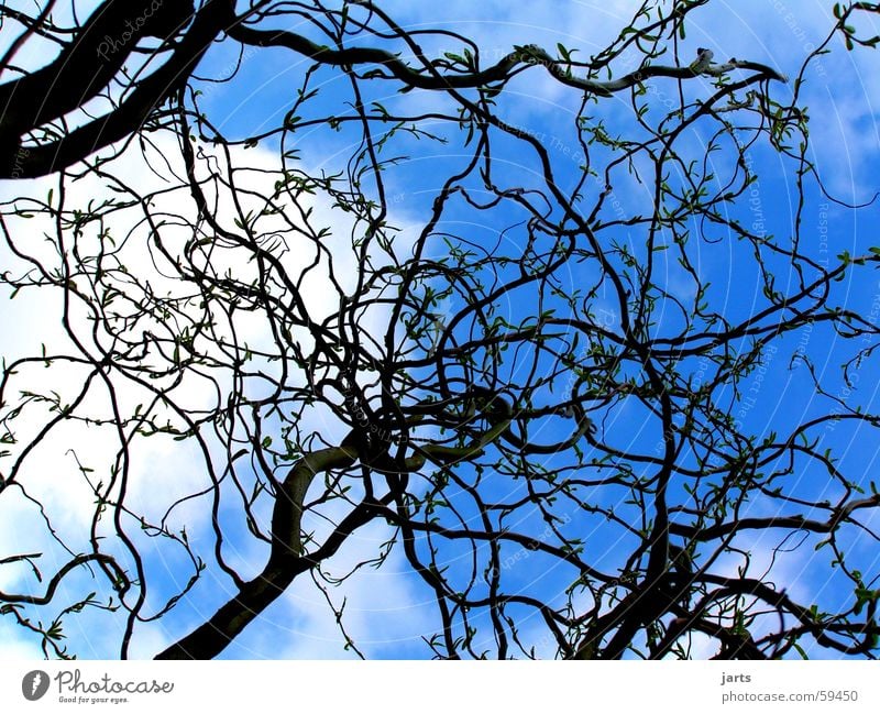 blue sky Willow corkscrew Clouds Tree Sky howde Blue Branch jarts