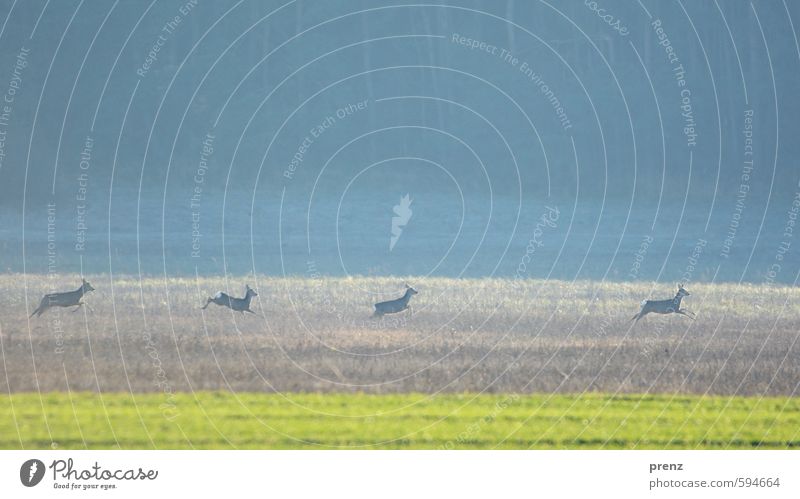 Four deer Environment Nature Landscape Animal Wild animal 4 Group of animals Blue Green Roe deer Jump Escape Colour photo Exterior shot Deserted Copy Space top
